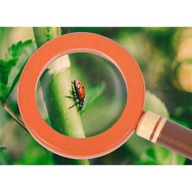 Entdeckergürtel Discover-image