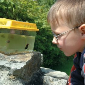 Insekten-Boxen-image